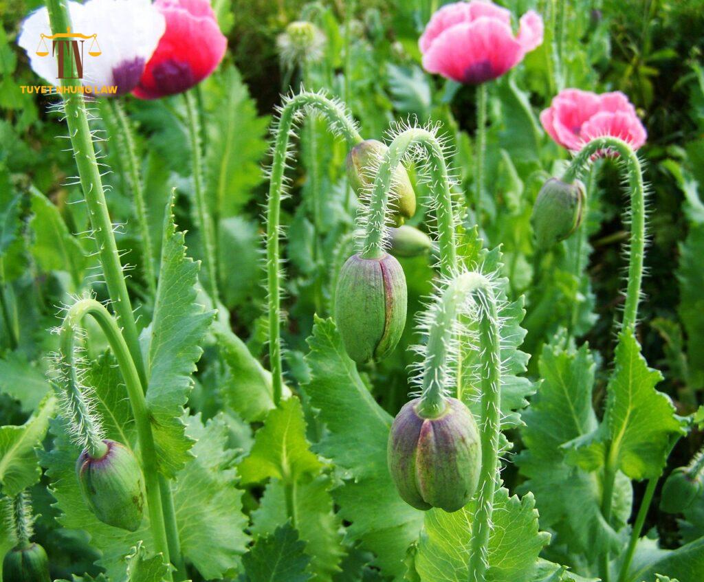 trồng cây thuốc phiện